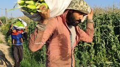 بدأ موسم حصاد فاكهة الصيف " الذرة" في قطاع غزة