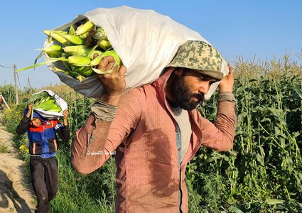 بدأ موسم حصاد فاكهة الصيف " الذرة" في قطاع غزة