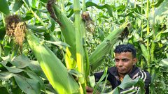 بدأ موسم حصاد فاكهة الصيف " الذرة" في قطاع غزة