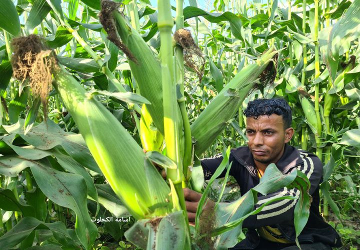 بدأ موسم حصاد فاكهة الصيف " الذرة" في قطاع غزة