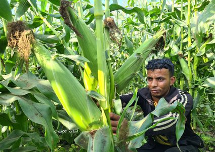 بدأ موسم حصاد فاكهة الصيف " الذرة" في قطاع غزة