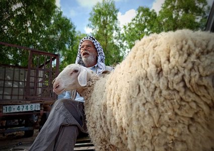 سوق المواشي الأسبوعي في محافظة خان يونس جنوبي قطاع غزة يشهد انتعاش محدود في بيع وشراء الأضاحي