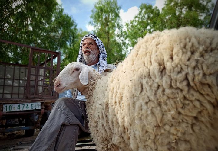 سوق المواشي الأسبوعي في محافظة خان يونس جنوبي قطاع غزة يشهد انتعاش محدود في بيع وشراء الأضاحي
