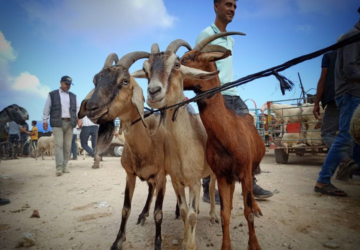 سوق المواشي الأسبوعي في محافظة خان يونس جنوبي قطاع غزة يشهد انتعاش محدود في بيع وشراء الأضاحي