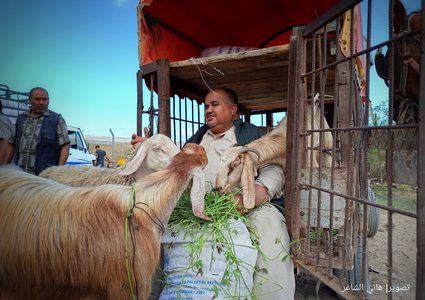 سوق المواشي الأسبوعي في محافظة خان يونس جنوبي قطاع غزة يشهد انتعاش محدود في بيع وشراء الأضاحي