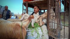 سوق المواشي الأسبوعي في محافظة خان يونس جنوبي قطاع غزة يشهد انتعاش محدود في بيع وشراء الأضاحي