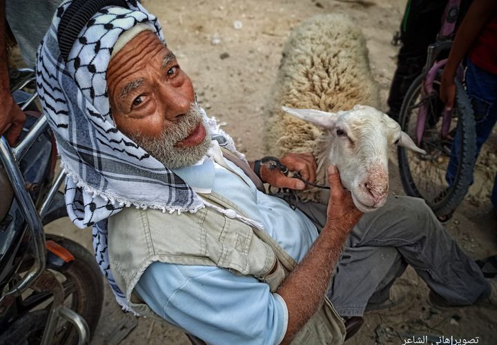 سوق المواشي الأسبوعي في محافظة خان يونس جنوبي قطاع غزة يشهد انتعاش محدود في بيع وشراء الأضاحي