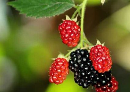 تناول التوت البري يوميًا يوفر دعمًا للذاكرة طوال العمر