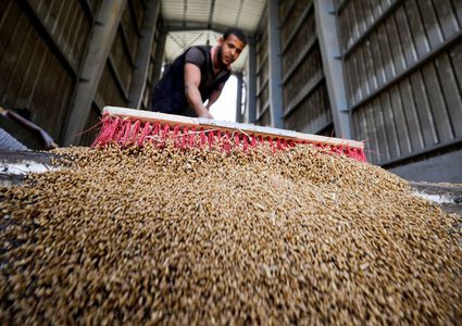 مصر تورد 4.1 مليون طن قمح محلي منذ بداية موسم الحصاد