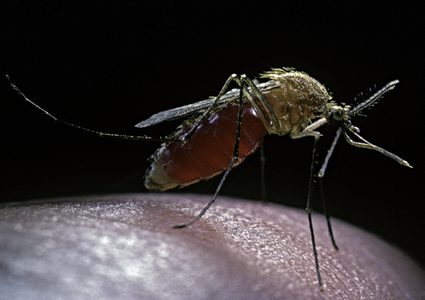 من يتعرض للدغات البعوض أكثر من غيره؟