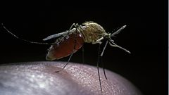 من يتعرض للدغات البعوض أكثر من غيره؟