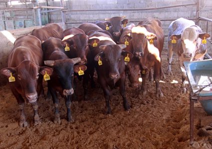 المفتي العام يؤكد جواز التضحية بالعجول المسمنة