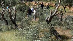 مستوطنون يقتحمون أراضي وادي الربابة في سلوان ويكسرون أشجار زيتون