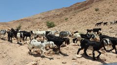 الزراعة تسلم 45 طنا من الأعلاف لمربي الثروة الحيوانية في مسافر يطا