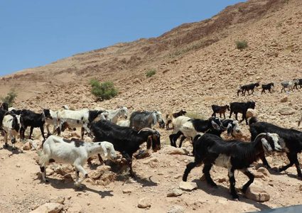 الزراعة تسلم 45 طنا من الأعلاف لمربي الثروة الحيوانية في مسافر يطا