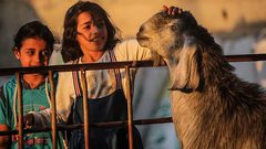 كيف سيكون موسم الأضاحي في قطاع غزة هذا العام؟