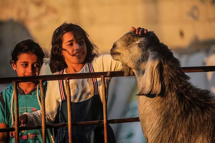 كيف سيكون موسم الأضاحي في قطاع غزة هذا العام؟