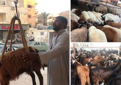 وزير الزراعة: لا داعي للقلق مطلقاً بخصوص الأضاحي والسلع خلال العيد