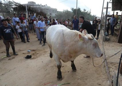 مصرع مواطن بضربة عجل في خان يونس
