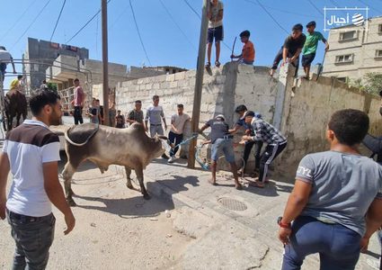 عشرات الإصابات بينها حالات متوسطة نتيجة عمليات ذبح الأضاحي بغزة