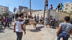 عشرات الإصابات بينها حالات متوسطة نتيجة عمليات ذبح الأضاحي بغزة