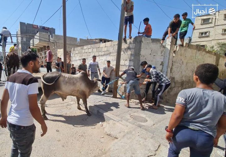 عشرات الإصابات بينها حالات متوسطة نتيجة عمليات ذبح الأضاحي بغزة