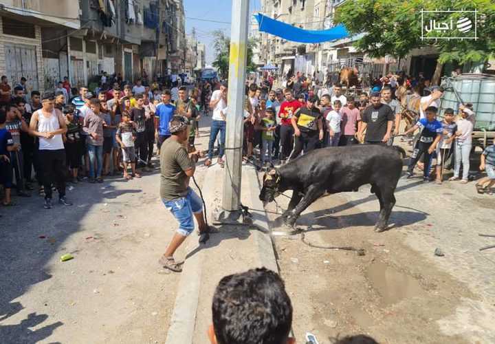 عشرات الإصابات بينها حالات متوسطة نتيجة عمليات ذبح الأضاحي بغزة