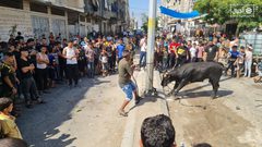 عشرات الإصابات بينها حالات متوسطة نتيجة عمليات ذبح الأضاحي بغزة