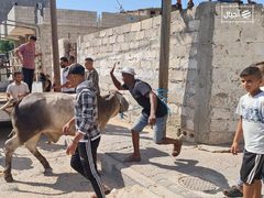 عشرات الإصابات بينها حالات متوسطة نتيجة عمليات ذبح الأضاحي بغزة