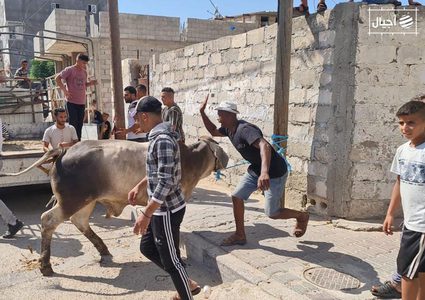 عشرات الإصابات نتيجة عمليات ذبح الأضاحي بغزة