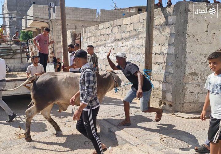 عشرات الإصابات بينها حالات متوسطة نتيجة عمليات ذبح الأضاحي بغزة