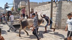 عشرات الإصابات نتيجة عمليات ذبح الأضاحي بغزة