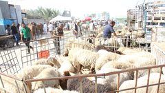 نقابة أصحاب الملاحم: تراجع كبير على شراء الأضاحي والمبيعات أقل من النصف