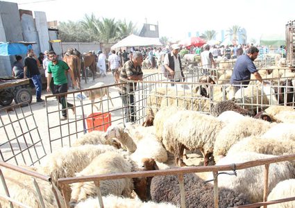 نقابة أصحاب الملاحم: تراجع كبير على شراء الأضاحي والمبيعات أقل من النصف