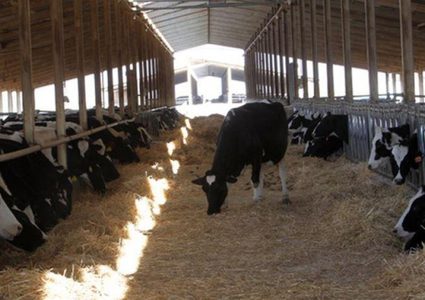 "الزراعة" تسلم 155 طنا من الأعلاف لمربي الثروة الحيوانية في مسافر يطا