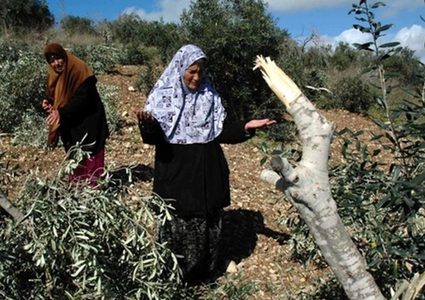 مستوطنون يقتلعون 400 شتلة زيتون غرب نابلس