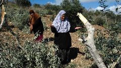 مستوطنون يقتلعون 400 شتلة زيتون غرب نابلس