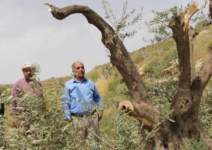 مستوطنون يقطعون 60 شجرة زيتون غرب سلفيت