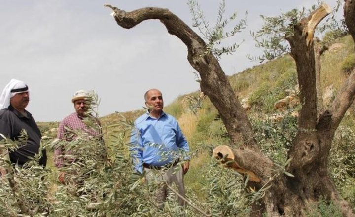 مستوطنون يقطعون 60 شجرة زيتون غرب سلفيت
