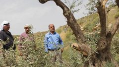 مستوطنون يقطعون 60 شجرة زيتون غرب سلفيت