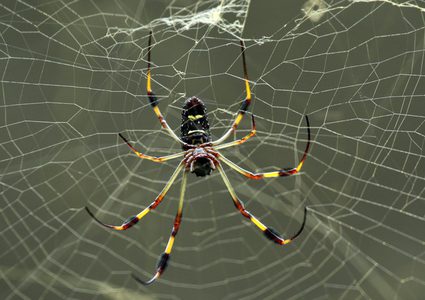 متى تصبح لدغة العنكبوت خطيرة؟