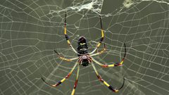 متى تصبح لدغة العنكبوت خطيرة؟