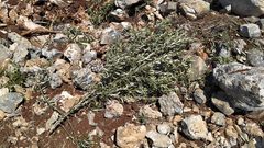 مستوطنون يقتلعون عشرات أشتال الزيتون جنوب بيت لحم