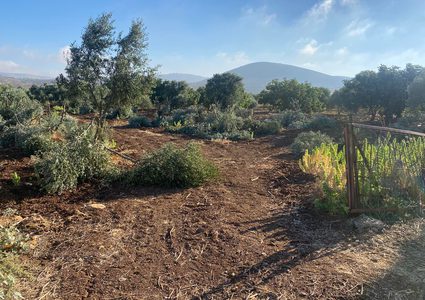 مستوطنون يقطعون 30 شجرة زيتون من أراضي ترمسعيا شمال رام الله