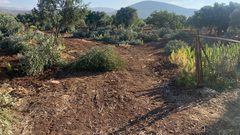 مستوطنون يقطعون 30 شجرة زيتون من أراضي ترمسعيا شمال رام الله