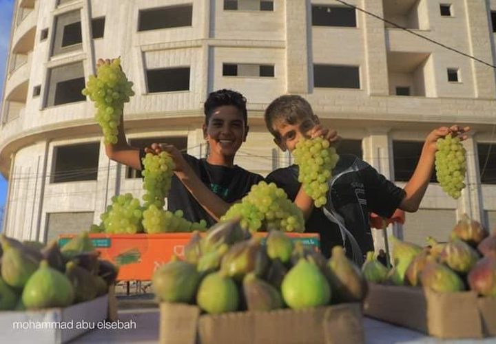 التين والعنب في سوق الشيخ عجلين الموسمي غرب غزة