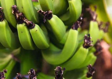 بشرط واحد.. الموز يساعد في الوقاية من السرطان