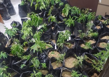 ضبط كمية من أشتال المخدرات شمال رام الله