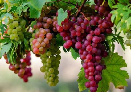العنب يساعد على الوقاية من الأمراض المزمنة والخبيثة
