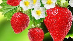 من أجل عقل سليم.. تناولوا الفراولة